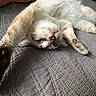 Mochi joined the competition — help win amazing prizes! cat, stretching, bed, gray_bedspread, feline, blue_eyes, fur, indoor, relaxed, cute, pet, animal, whiskers, paw, texture, home, sleepy, cozy, resting, upside_down