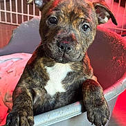 Amaya a rejoint le concours — aidez-le/la à gagner de superbes lots ! puppy, dog, brindle, pet_bed, blanket, paw, ears, cute, animal, indoor, young, face, fur, curious, looking, closeup, canine, adorable, pet, fence