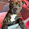 puppy, dog, brindle, pet_bed, blanket, paw, ears, cute, animal, indoor, young, face, fur, curious, looking, closeup, canine, adorable, pet, fence
