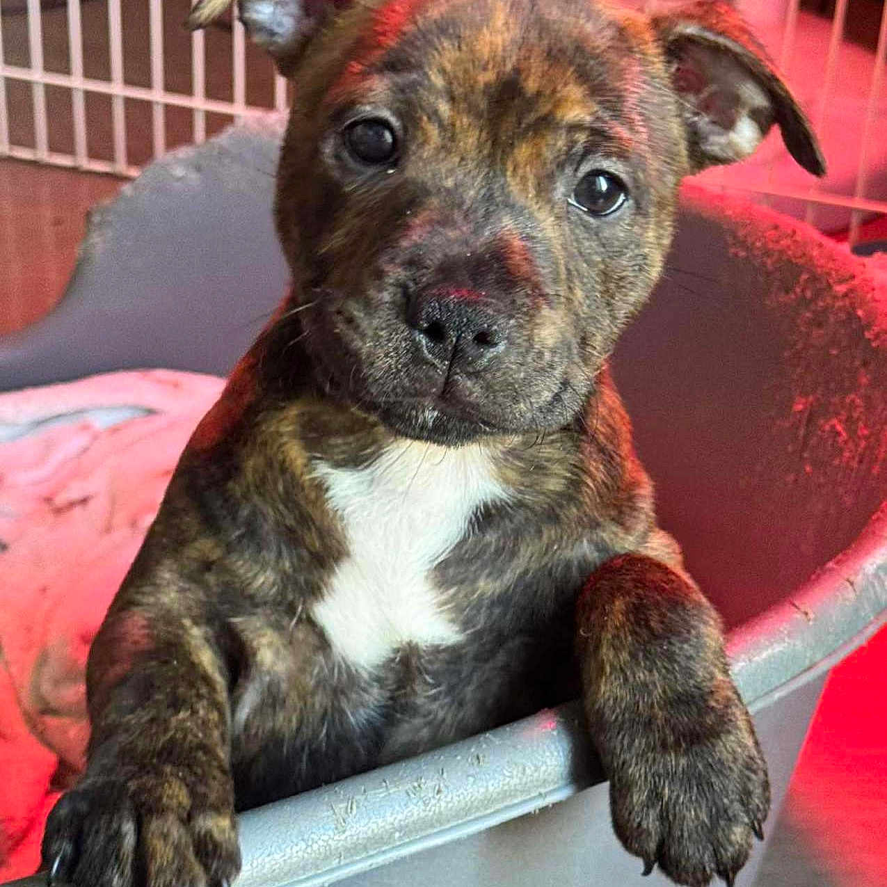 Amaya a rejoint le concours — aidez-le/la à gagner de superbes lots ! puppy, dog, brindle, pet_bed, blanket, paw, ears, cute, animal, indoor, young, face, fur, curious, looking, closeup, canine, adorable, pet, fence