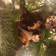 Kalisi joined the competition — help win amazing prizes! cat, kitten, calico, christmas_tree, ornament, holiday, lights, greenery, cute, pet, animal, whiskers, fur, festive, decoration, indoors, curious, branch, playful, tree