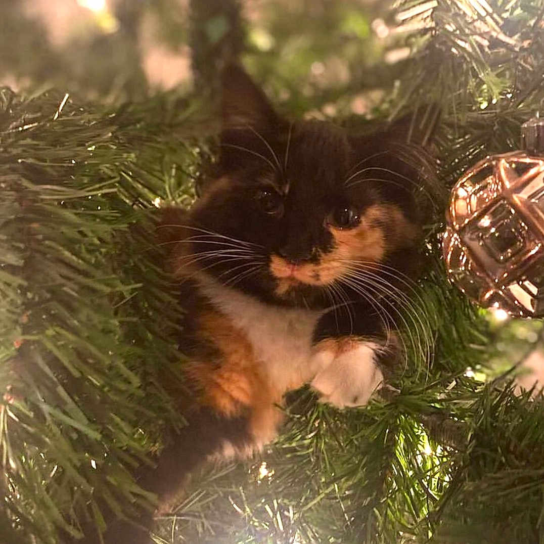Kalisi joined the competition — help win amazing prizes! cat, kitten, calico, christmas_tree, ornament, holiday, lights, greenery, cute, pet, animal, whiskers, fur, festive, decoration, indoors, curious, branch, playful, tree