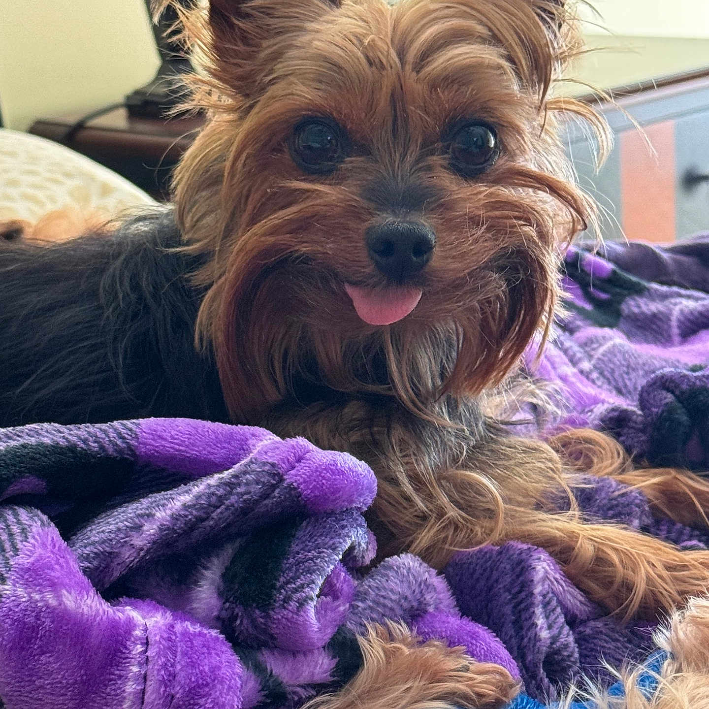 Harley joined the competition — help win amazing prizes! animal, black, blanket, brown, companion, cozy, cute, dog, ears, fur, fur_texture, home, indoor, pet, playful, purple, relaxed, resting, small_dog, tongue_out