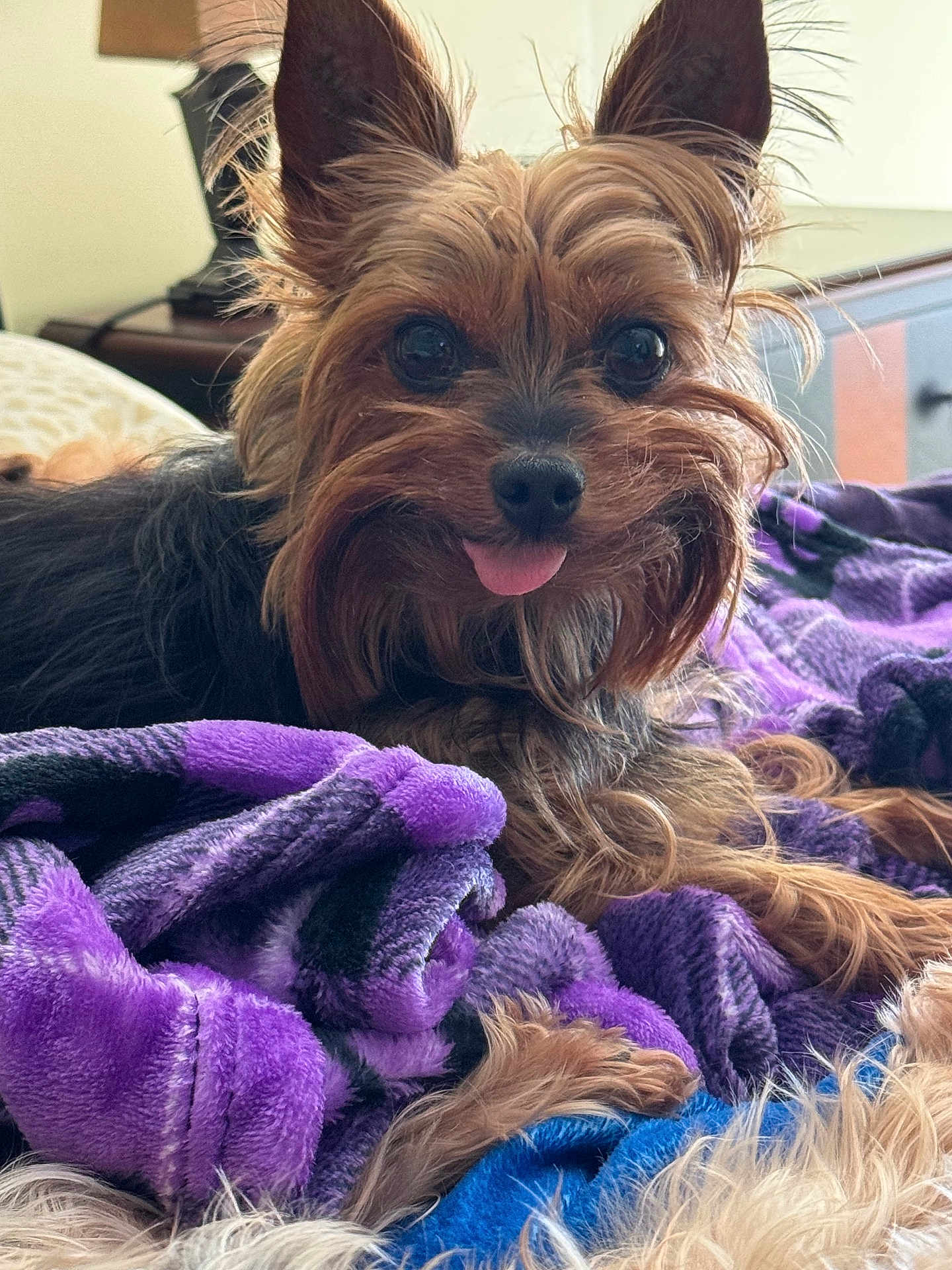 Harley