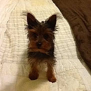Harley is registered to the contest to win money with this photo: dog, small_dog, bed, blanket, quilt, indoor, pet, fur, ears, brown, black, cute, animal, looking, standing, cozy, home, carpet, pillow, furniture