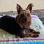 Harley joined the competition — help win amazing prizes! dog, yorkshire_terrier, pet, animal, towel, indoor, fur, ears, eyes, lying_down, small_dog, cute, canine, resting, brown, black, paw, portrait, companion, relaxed