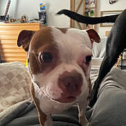 Harper joined the competition — help win amazing prizes! dog, brown_and_white, black_dog, tail, indoor, furniture, blanket, wall_decor, curious, close_up, pet, canine, house, cozy, portrait, animal, companion, laying_down, soft_surface, living_room