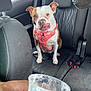 Harper joined the competition — help win amazing prizes! dog, car_interior, pet, pink_harness, licking_lips, backseat, seatbelt, hand, plastic_cup, waiting, two_dogs, vehicle, window, daylight, seat, black_seat, animal, domestic_animal, closeup, expression