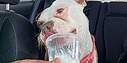 Harper is registered to the contest to win money with this photo: dog, car_interior, hand, plastic_cup, treat, licking, pink_harness, window, seat, backseat, human_hand, white_dog, brown_markings, daylight, vehicle, pet, happy, close_up, inside, animal