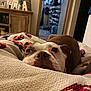 Harper joined the competition — help win amazing prizes! dog, blanket, brown, white, nose, face, pet, indoor, cozy, furniture, wooden_cabinet, room, home, curious, eyes, snout, resting, soft, warm, casual