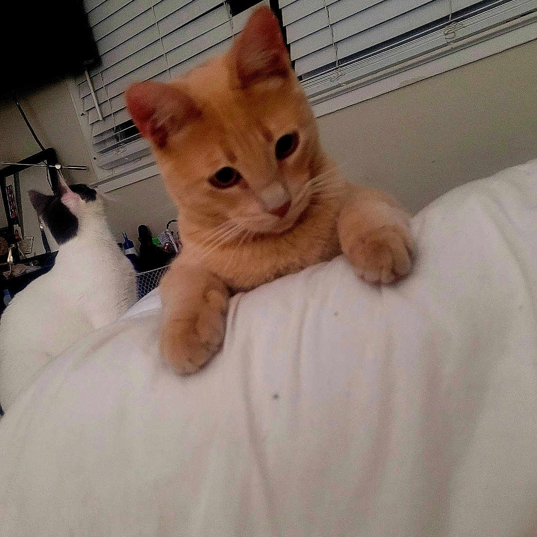 Goose joined the competition — help win amazing prizes! animal, bedroom, black_and_white_cat, blanket, cat, companions, cozy, curious, domestic, ears, feline, fur, indoor, orange_cat, paws, pets, relaxed, resting, whiskers, window_blinds