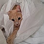 animal, bed, blanket, cat, closeup, cozy, curious, cute, domestic_cat, feline, indoor, orange_cat, paper_bag, paw, pet, playful, resting, soft, stretching, white_bag