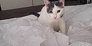 Gracie is registered to the contest to win money with this photo: bed, blanket, cat, cozy, curious, ears, eyes, fan, feline, fur, furniture, gray_cat, indoor, lamp, mirror, pet, room, sheet, tail, white_cat