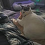 Gracie is registered to the contest to win money with this photo: animal, bed, blanket, cat, cats, comfort, cozy, feline, floor, friendship, gray_patches, home, indoor, orange_cat, pet, plaid, relaxing, snuggling, soft_lighting, white_cat