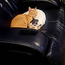 Gracie is registered to the contest to win money with this photo: animal, black_leather, cat, closeup, couch, cozy, domestic_cat, feline, gray_spots, indoor, leather_couch, nap, orange_cat, pet, relaxation, remote_control, resting, sleeping, two_cats, white_cat