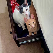 Gracie is registered to the contest to win money with this photo: animal, bed, carpet, cat, cats, cozy, curious, cute, domestic_cat, drawer, feline, furniture, gray_and_white_cat, indoor, looking_up, orange_cat, pets, resting, two_animals, white_cat