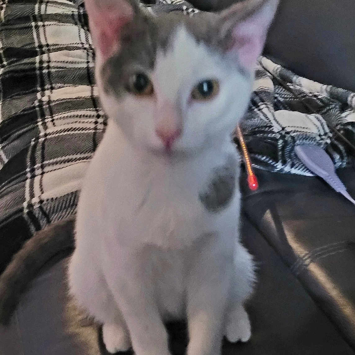 Gracie is registered to the contest to win money with this photo: animal, blanket, blurred, cat, couch, cute, domestic, ears, feline, fur, household, indoor, kitten, pet, plaid, sitting, soft, tail, whiskers, young