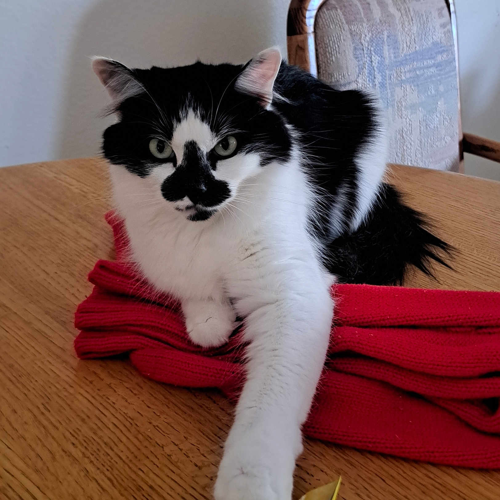 Daisy joined the competition — help win amazing prizes! animal, black_and_white, cat, chair, closeup, cozy, curious, domestic, fur, furniture, indoor, pet, red, relaxed, resting, stretching_paw, sweater, tabletop, whiskers, wooden_table