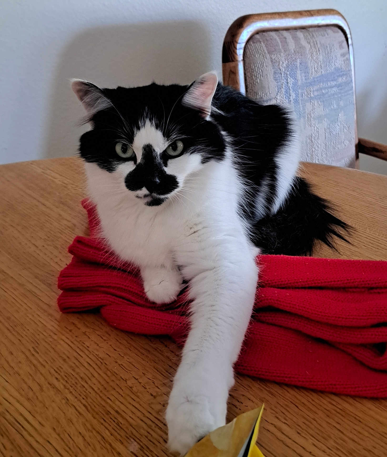 Daisy joined the competition — help win amazing prizes! cat, black_and_white, sweater, red, wooden_table, stretching_paw, indoor, furniture, chair, pet, animal, relaxed, closeup, fur, whiskers, tabletop, domestic, cozy, curious, resting