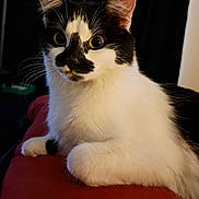 Daisy joined the competition — help win amazing prizes! cat, black_and_white, pet, feline, indoor, close_up, whiskers, ears, fur, eyes, relaxed, laying_down, red_surface, portrait, animal, cute, domestic, soft_light, curious, background_blur