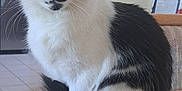 Daisy is registered to the contest to win money with this photo: cat, black_and_white, green_eyes, fur, tail, table, indoor, kitchen, refrigerator, tile_floor, domestic_animal, pet, curious, sitting, whiskers, ears, wood, furniture, household, animal