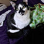 Daisy joined the competition — help win amazing prizes! cat, black_and_white, pet, indoor, bed, purple_bedspread, green_bag, paper, domestic, feline, sitting, looking_at_camera, whiskers, ears, tail, fur, household, cozy, relaxed, closeup