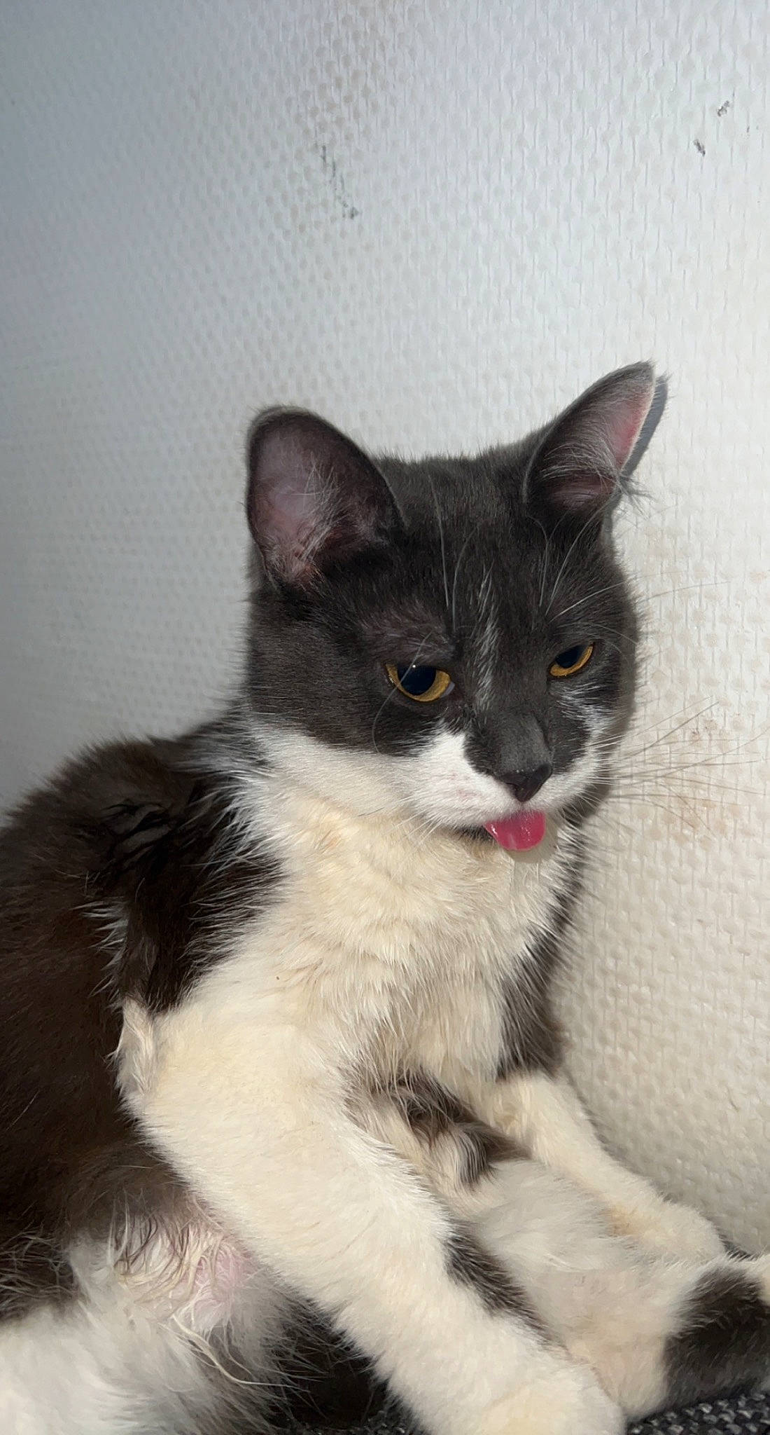 Nairobi a rejoint le concours — aidez-le/la à gagner de superbes lots ! carnivore, cat, claw, comfort, domestic_short_haired_cat, felidae, fur, monochrome_photography, paw, small_to_medium_sized_cats, snout, tail, whiskers, window