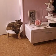 Ketty participe au concours pour gagner de l'argent avec cette photo : brown_cat, cat, chair, cozy, decor, domestic_animal, floor, flower, fluffy, furniture, glass_vase, home, indoor, living_room, pet, photo_frame, relaxed, small_chair, television, wooden_legs