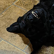 Bear is registered to the contest to win money with this photo: dog, black_dog, fluffy, lying_down, upside_down, open_mouth, teeth, collar, indoor, floor, tile, rug, pet, fur, playful, funny, relaxed, portrait, close_up, animal