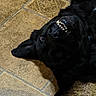 dog, black_dog, fluffy, lying_down, upside_down, open_mouth, teeth, collar, indoor, floor, tile, rug, pet, fur, playful, funny, relaxed, portrait, close_up, animal