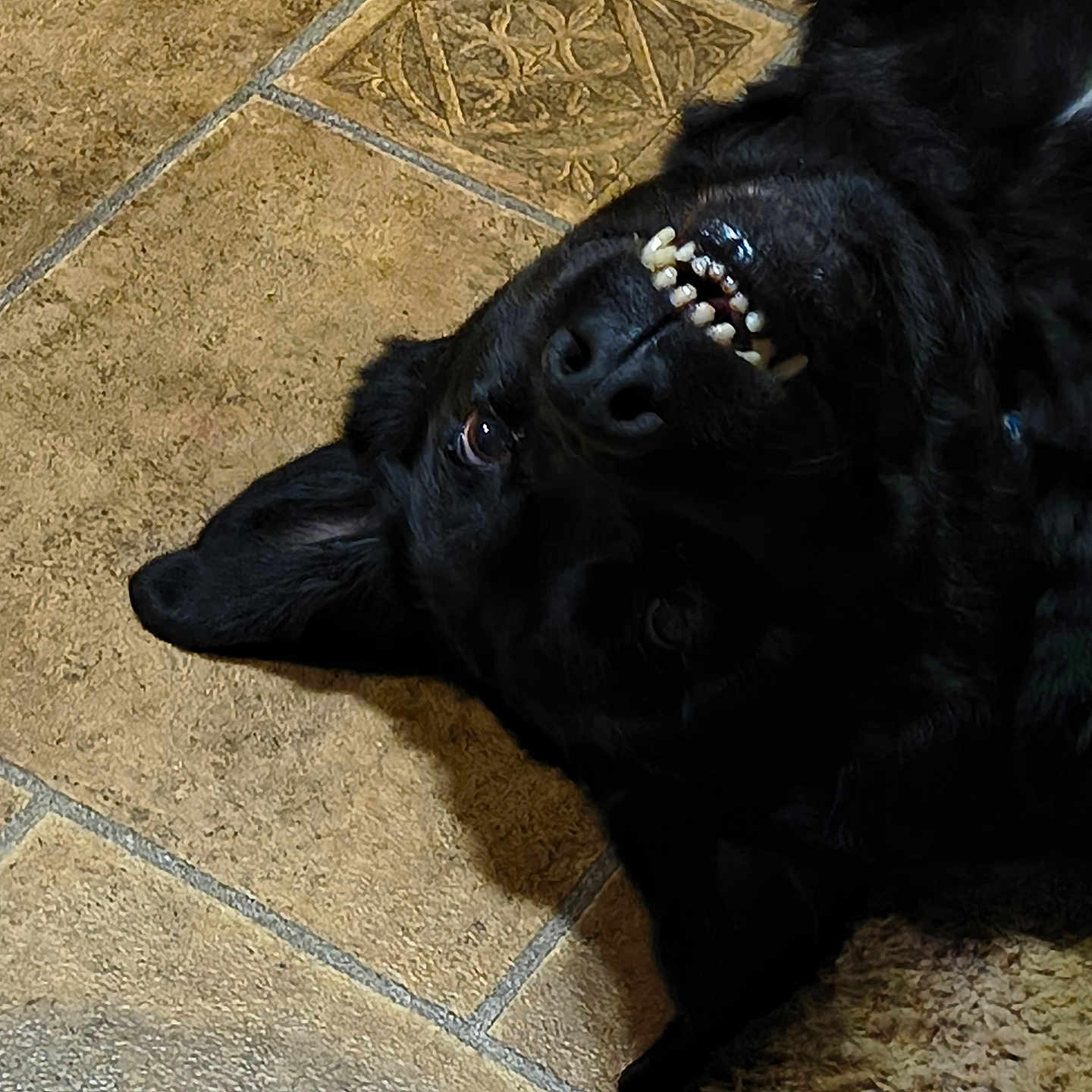 Bear