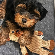 Teddy is registered to the contest to win money with this photo: puppy, dog, stuffed_toy, corduroy, carpet, cute, pet, animal, brown, black, fluffy, soft, indoor, toy, playful, sleepy, closeup, adorable, young, companion