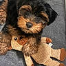 puppy, dog, stuffed_toy, corduroy, carpet, cute, pet, animal, brown, black, fluffy, soft, indoor, toy, playful, sleepy, closeup, adorable, young, companion