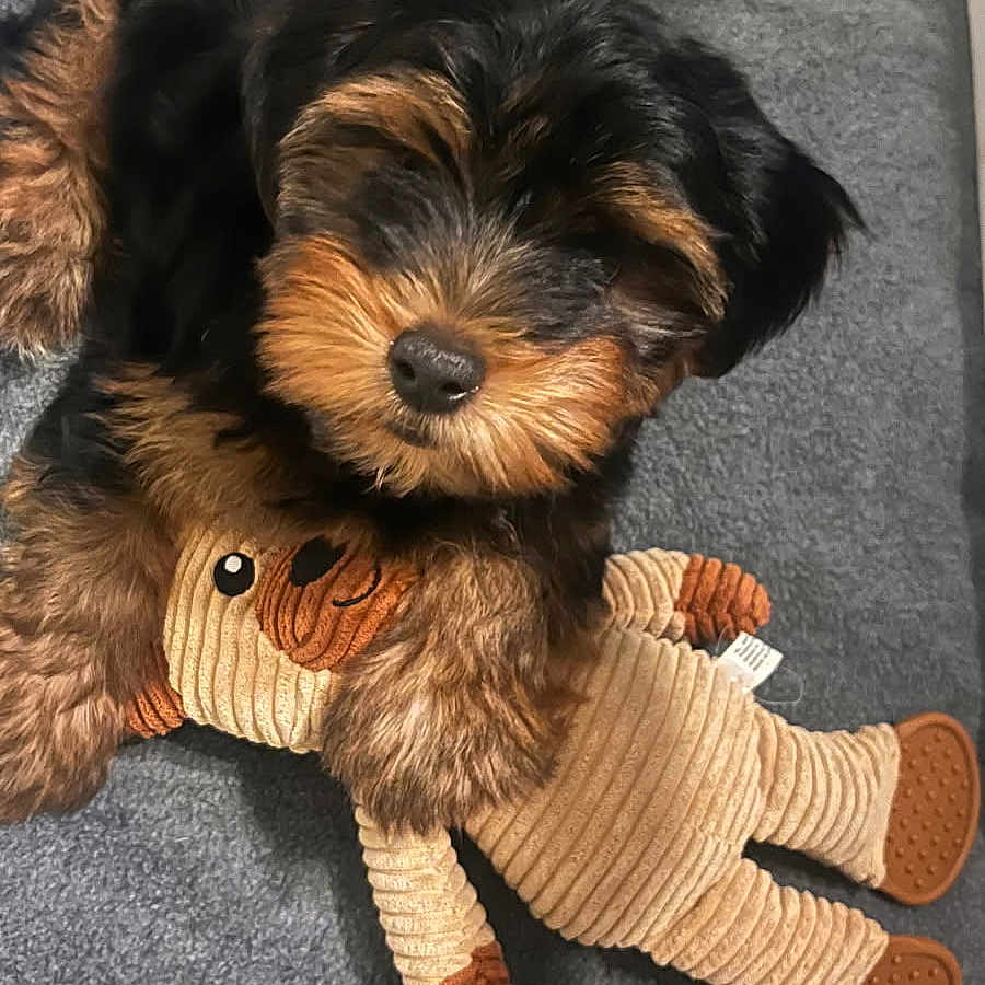 Teddy