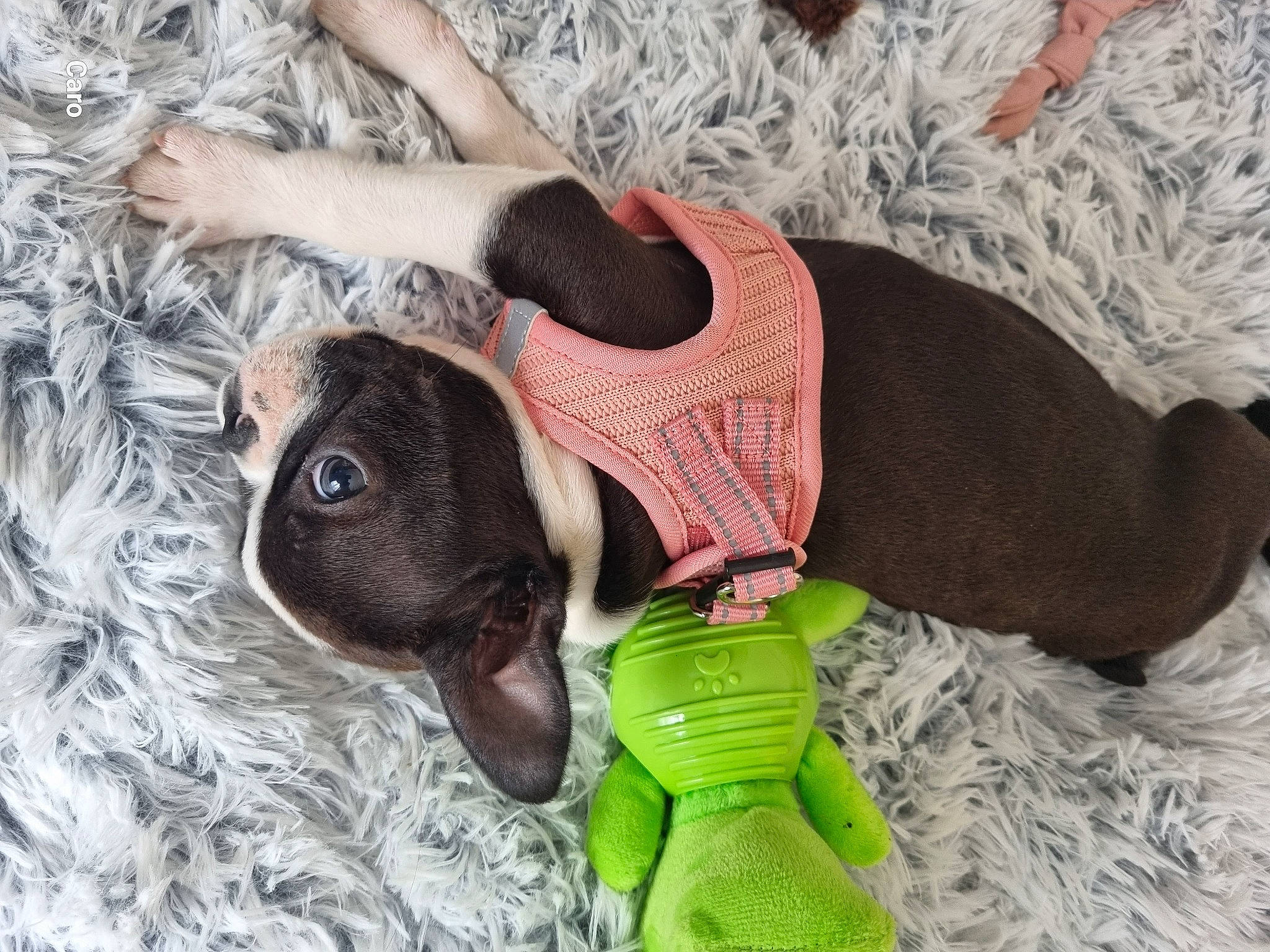 Ulka a rejoint le concours — aidez-le/la à gagner de superbes lots ! canidae, carnivore, collar, comfort, companion_dog, dog, dog_breed, dog_clothes, dog_supply, fawn, fur, linens, pattern, pet_supply, sleeve, snout, sporting_group, toy_dog, wool, working_animal