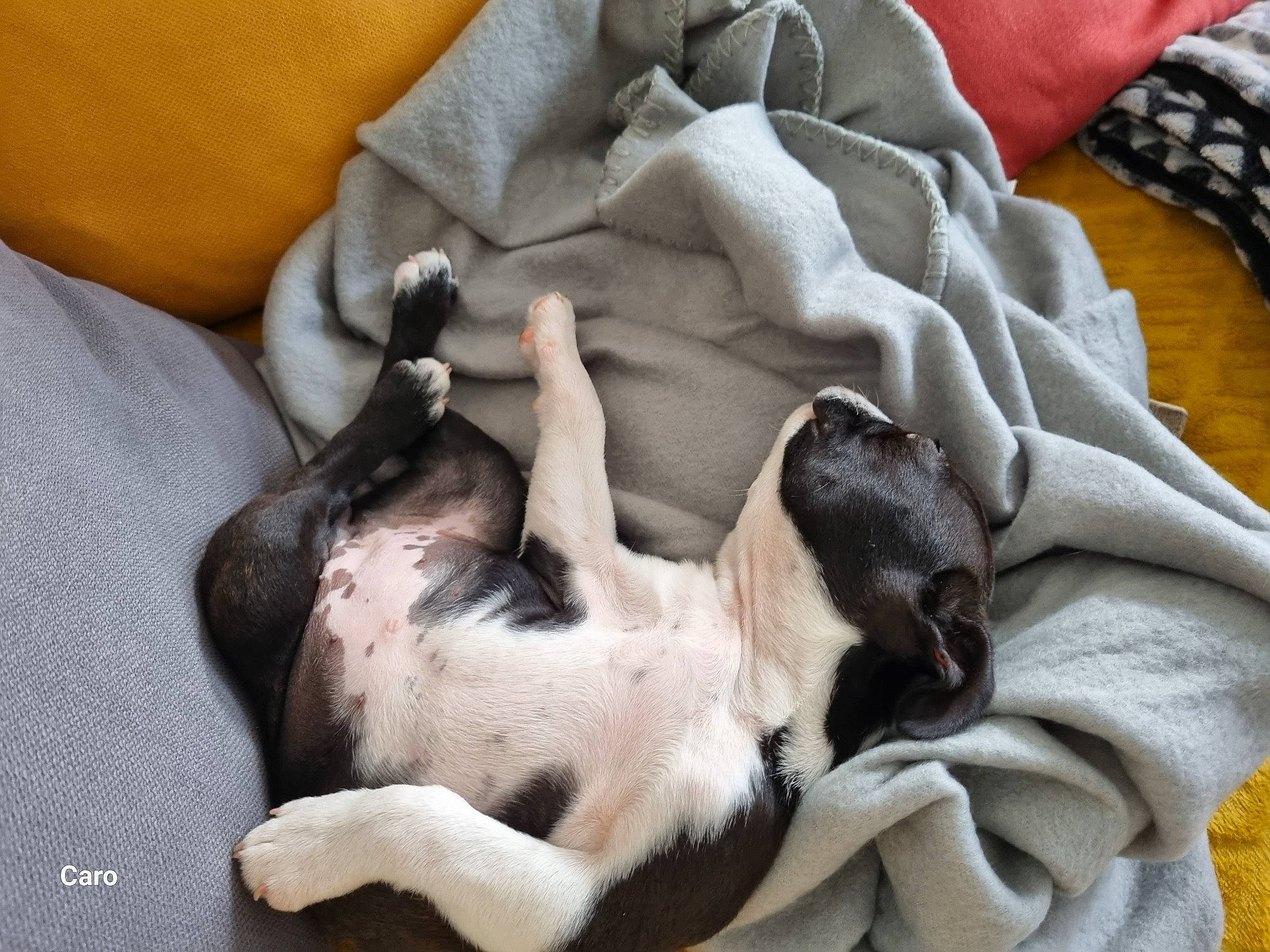 Ulka a rejoint le concours — aidez-le/la à gagner de superbes lots ! canidae, carnivore, comfort, companion_dog, dog, dog_breed, dog_supply, fawn, grey, hound, linens, nap, non_sporting_group, paw, sporting_group, tail, toy_dog, working_animal