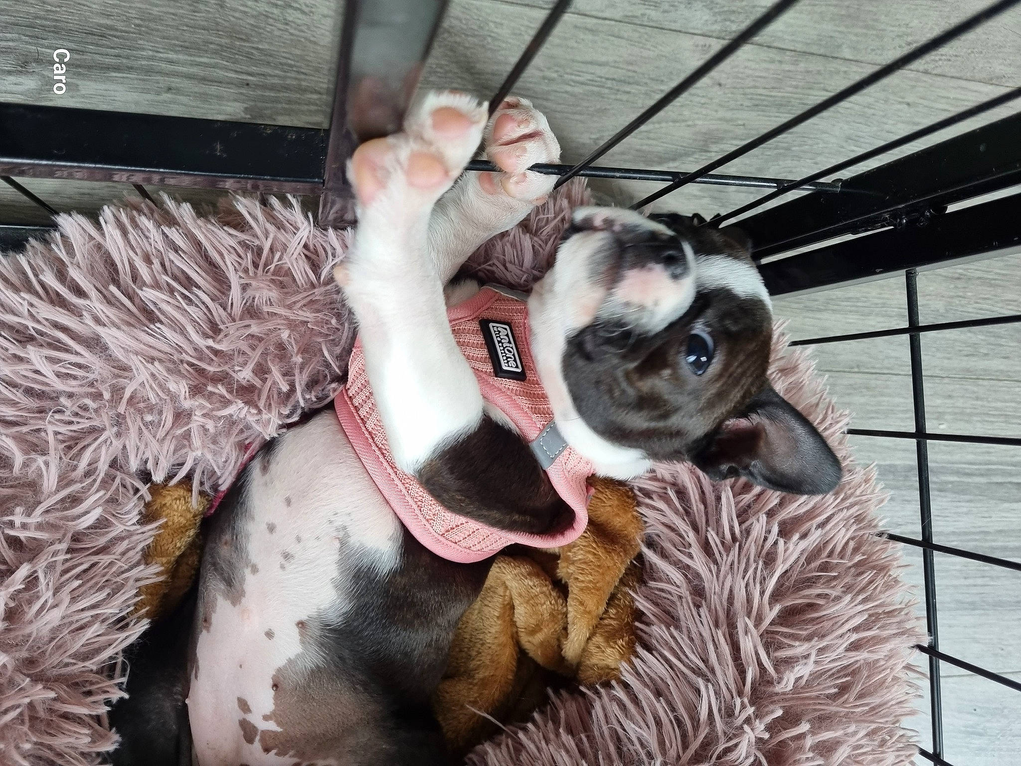 Ulka a rejoint le concours — aidez-le/la à gagner de superbes lots ! canidae, carnivore, collar, companion_dog, dog, dog_breed, dog_collar, dog_supply, ear, fawn, fur, liver, mammal, pet_supply, snout, sporting_group, terrestrial_animal, toy_dog, whiskers, working_animal