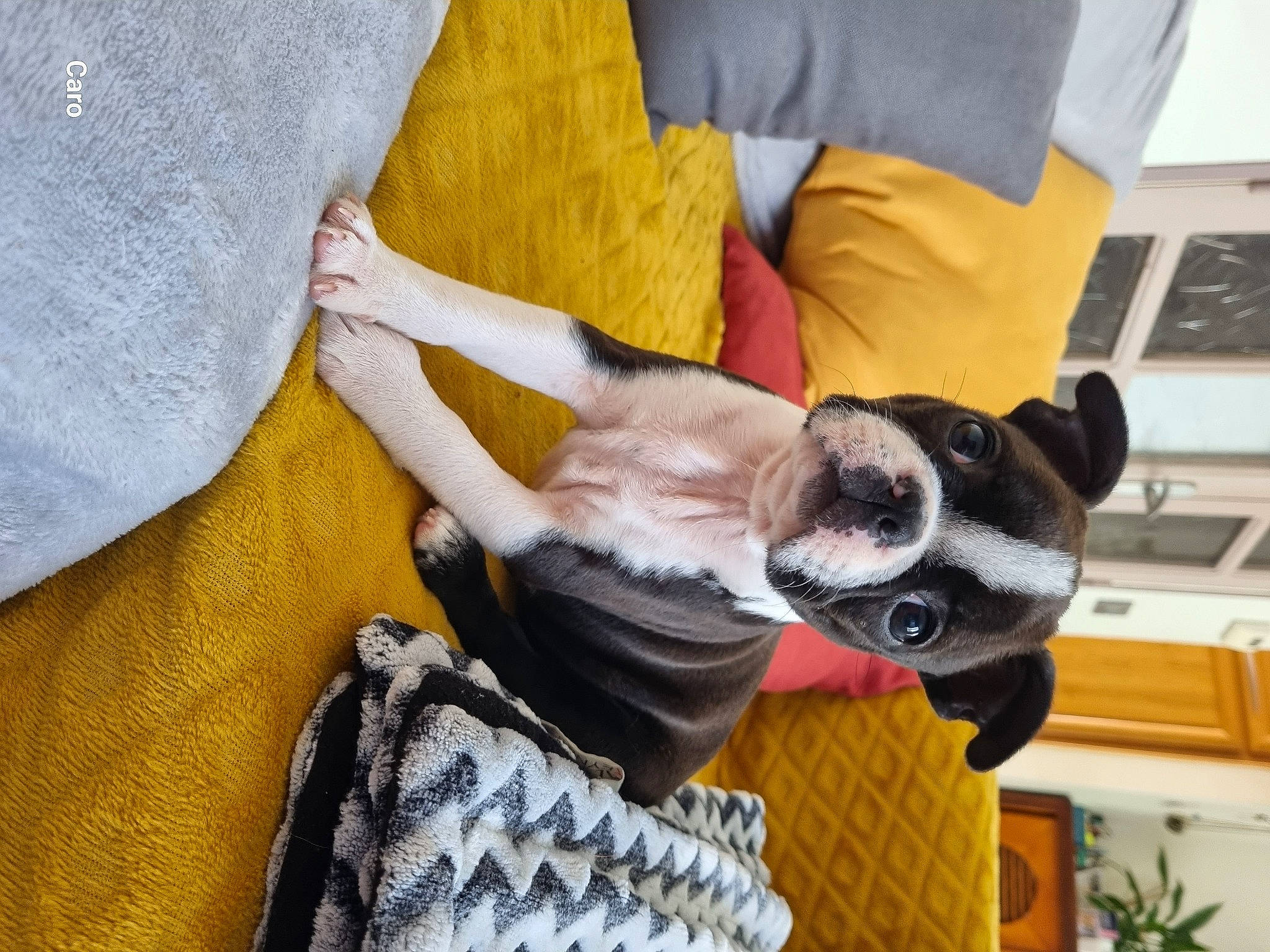 Ulka participe au concours pour gagner de l'argent avec cette photo : canidae, carnivore, collar, comfort, companion_dog, computer_keyboard, dog, dog_breed, dog_collar, dog_supply, ear, fawn, felidae, fur, plant, small_to_medium_sized_cats, snout, sporting_group, whiskers, working_animal