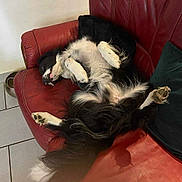 Urgo a rejoint le concours — aidez-le/la à gagner de superbes lots ! animal, black_and_white, companion, couch, cozy, cushion, cute, dog, floor, fur, home, indoor, leather, paws, pet, red, relaxed, resting, tile, upside_down