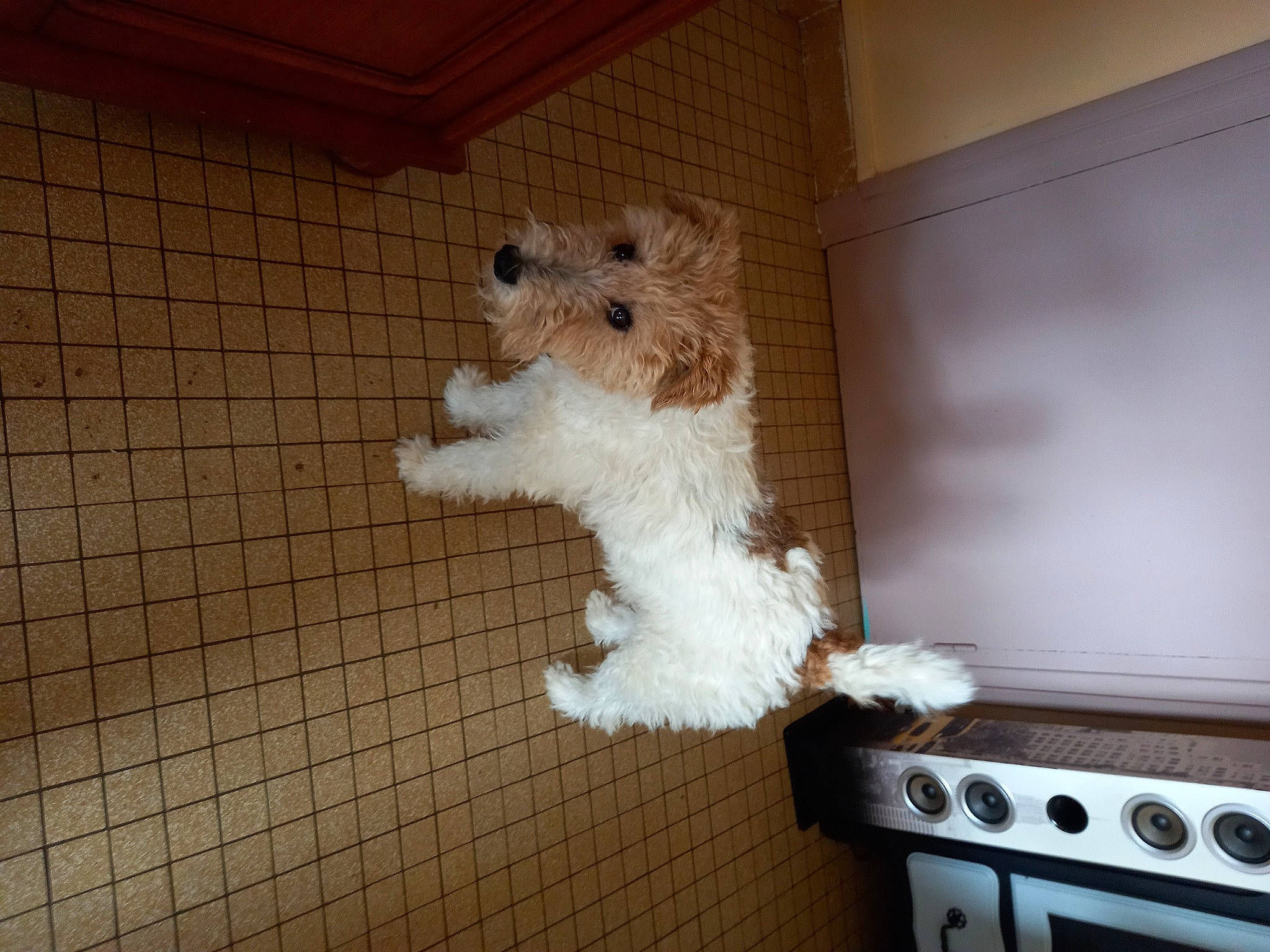 Hindy a rejoint le concours — aidez-le/la à gagner de superbes lots ! canidae, carnivore, companion_dog, dog, dog_breed, fawn, flooring, fur, gas_stove, hardwood, home_appliance, pet_supply, small_terrier, snout, sporting_group, tail, terrier, toy_dog, wood, working_animal