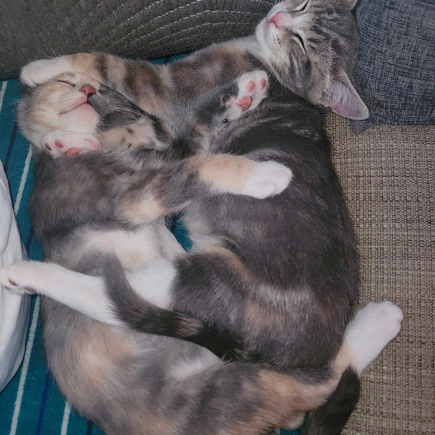 Daisy N Lily joined the competition — help win amazing prizes! adorable, animal, cat, closeup, companion, cozy, cuddle, cute, feline, fur, indoors, kitten, paw, pets, relaxation, resting, sleeping, striped, tabby, whiskers