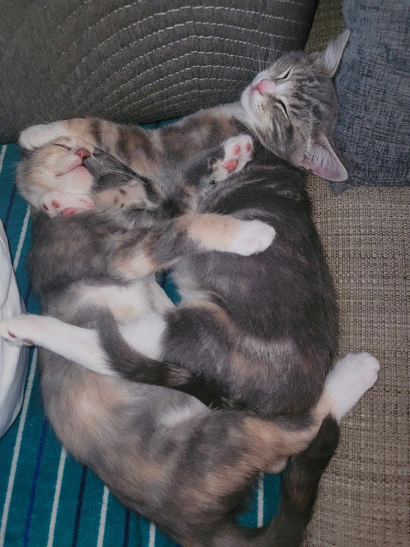 Daisy N Lily joined the competition — help win amazing prizes! adorable, animal, cat, closeup, companion, cozy, cuddle, cute, feline, fur, indoors, kitten, paw, pets, relaxation, resting, sleeping, striped, tabby, whiskers