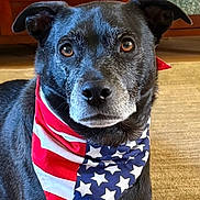 Finley is registered to the contest to win money with this photo: dog, black_dog, pet, animal, portrait, close_up, bandana, american_flag, stars_and_stripes, red_white_blue, indoors, kitchen, wooden_cabinet, floor, sitting, looking_at_camera, floppy_ears, brown_eyes, fur, patriotic