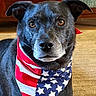 dog, black_dog, pet, animal, portrait, close_up, bandana, american_flag, stars_and_stripes, red_white_blue, indoors, kitchen, wooden_cabinet, floor, sitting, looking_at_camera, floppy_ears, brown_eyes, fur, patriotic