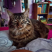 Simba Et Mishka participe au concours pour gagner de l'argent avec cette photo : animal, bed, bedroom, blanket, cat, comfort, cozy, domestic, ears, eyes, face, fur, furniture, household, indoor, pet, resting, sitting, tabby, whiskers