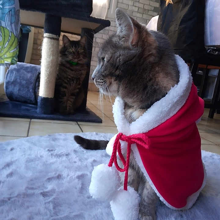 Simba Et Mishka participe au concours pour gagner de l'argent avec cette photo : animal, cape, cat, cat_tree, costume, cozy, curtain, decor, domestic, ears, feline, fur, indoor, pet, plant, rug, tail, tile_floor, whiskers, window