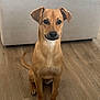 dog, tan_dog, pet, indoor, wooden_floor, couch, furniture, floor, sitting, looking_at_camera, ears_up, short_hair, animal, companion, cute, domestic_animal, canine, alert, friendly, house