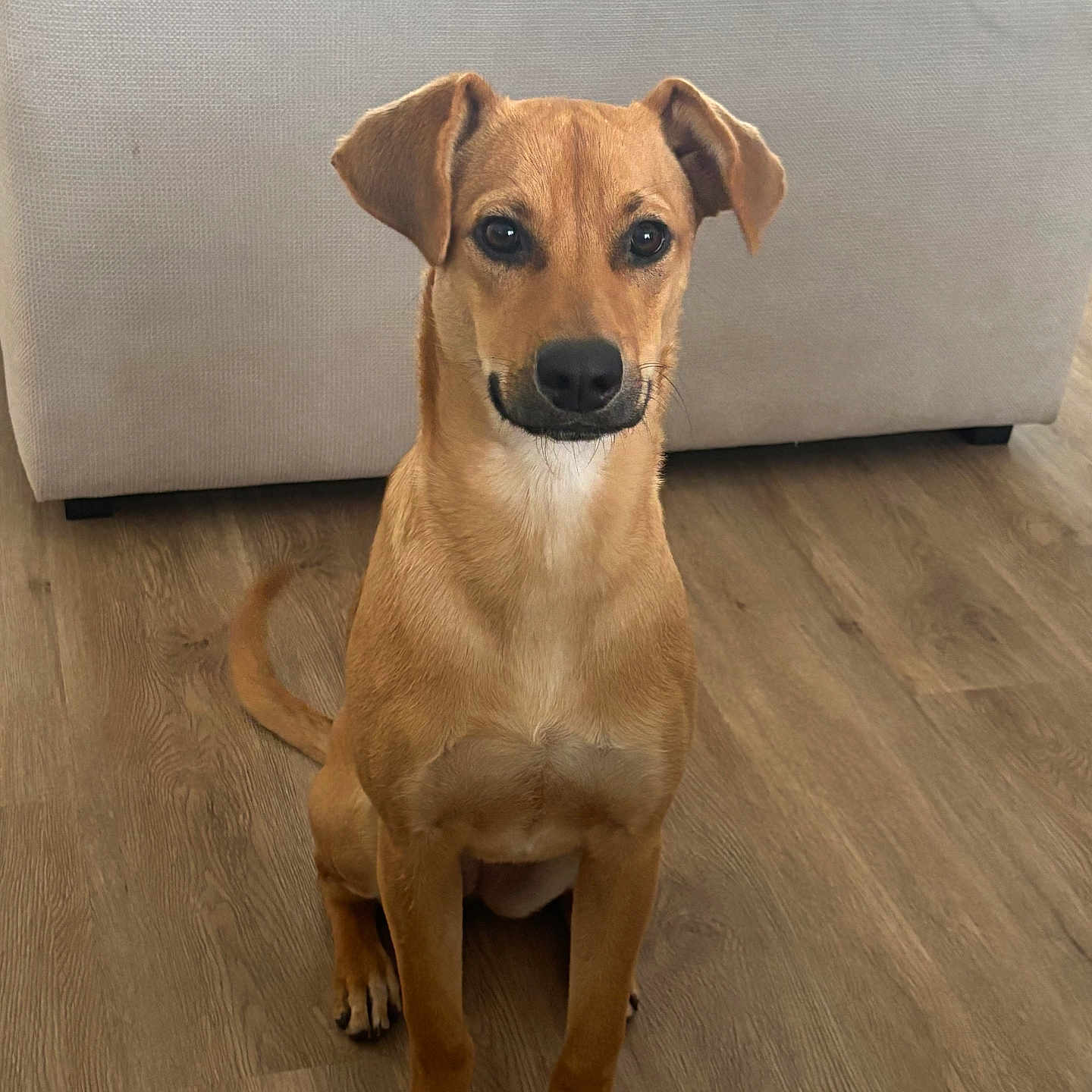 Abby Goncalves a rejoint le concours — aidez-le/la à gagner de superbes lots ! alert, animal, canine, companion, couch, cute, dog, domestic_animal, ears_up, floor, friendly, furniture, house, indoor, looking_at_camera, pet, short_hair, sitting, tan_dog, wooden_floor