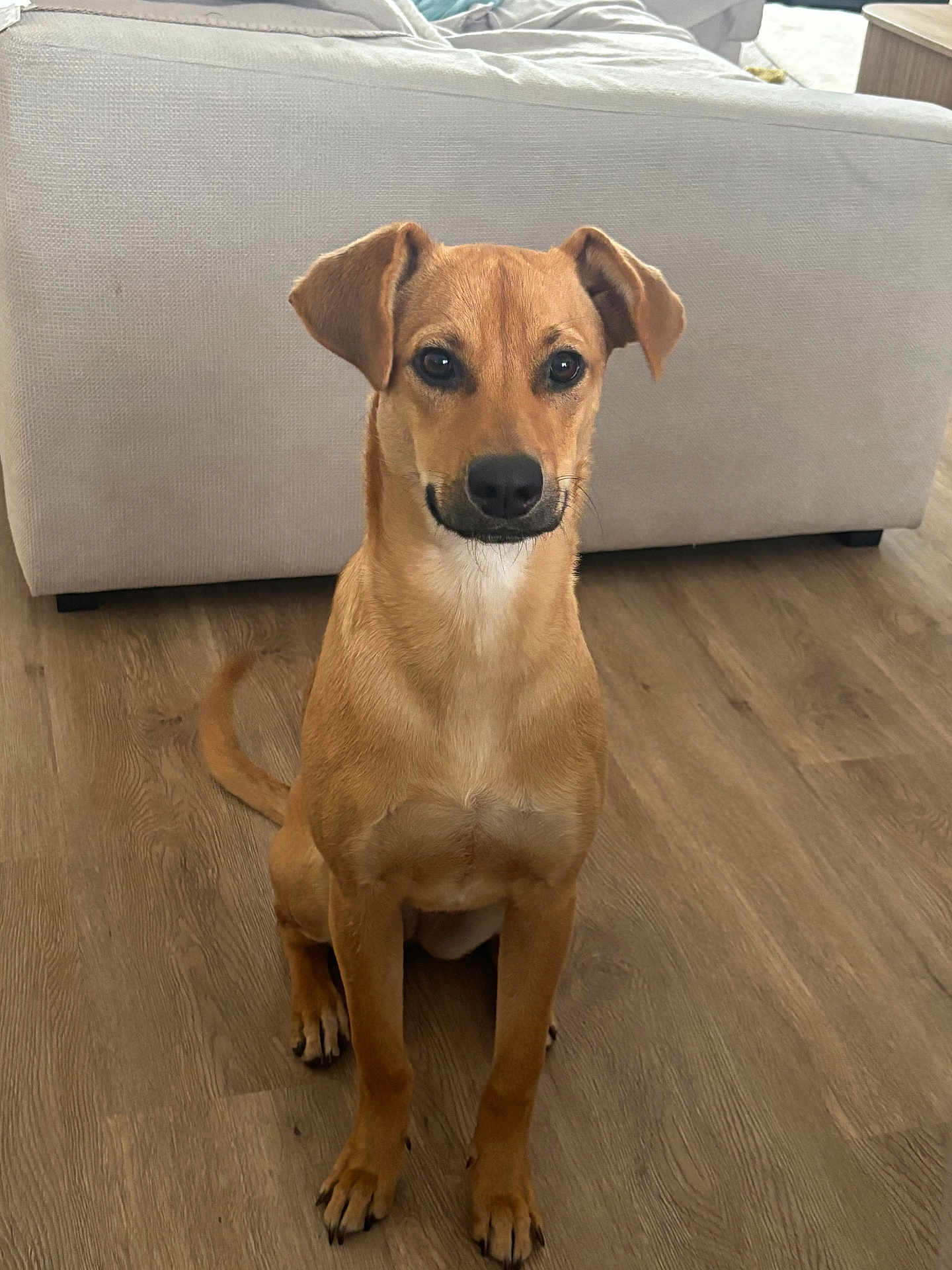 Abby Goncalves a rejoint le concours — aidez-le/la à gagner de superbes lots ! dog, tan_dog, pet, indoor, wooden_floor, couch, furniture, floor, sitting, looking_at_camera, ears_up, short_hair, animal, companion, cute, domestic_animal, canine, alert, friendly, house