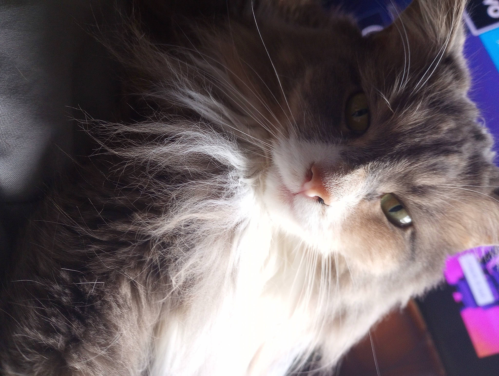 Missy joined the competition — help win amazing prizes! carnivore, cat, close_up, ear, electric_blue, felidae, fur, hair, paw, small_to_medium_sized_cats, snout, tail, whiskers